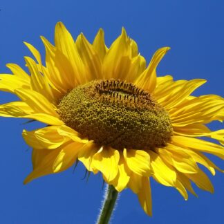 Sunflower image